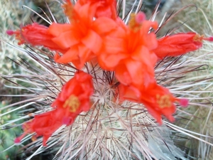 cochemiea maritima