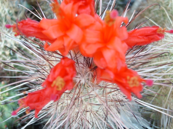 cochemiea maritima