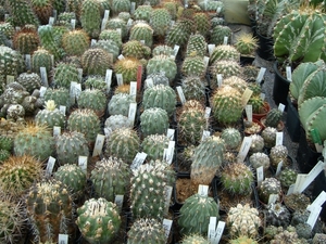 copiapoa
