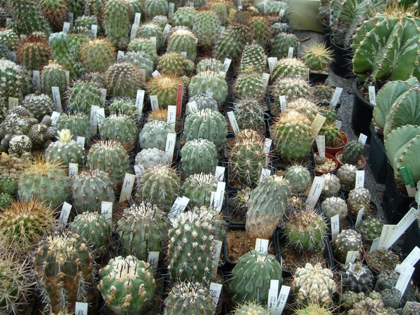 copiapoa