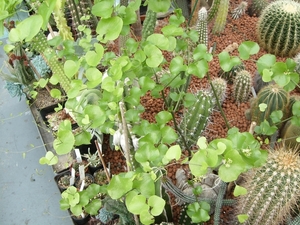 Dioscorea elephantipes 1