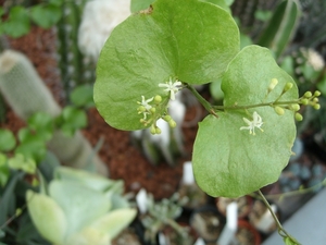 Dioscorea elephantipes