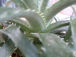 dyckia ebdingii 1