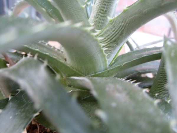 dyckia ebdingii 1