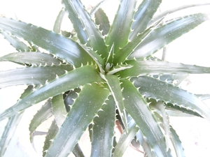 dyckia ebdingii