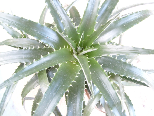 dyckia ebdingii