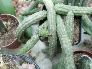 echidnopsis