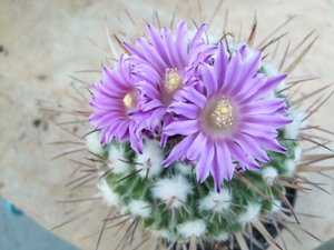 echinofossulocactus