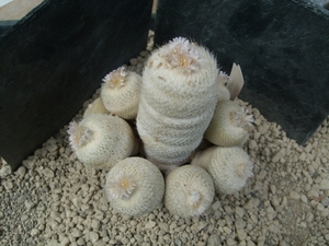 epithelantha bookei 1