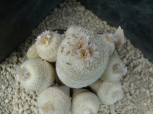 epithelantha bookei