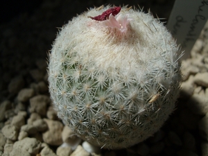 epithelantha densispina 1