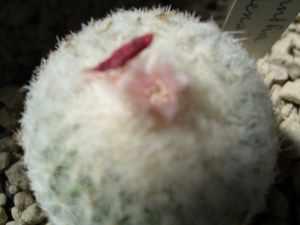 epithelantha densispina