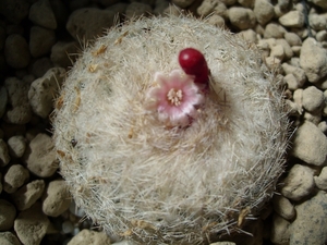 epithelantha rufispina 1