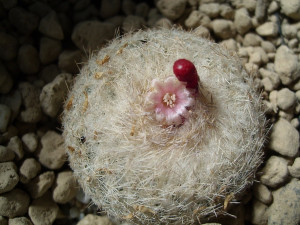 epithelantha rufispina