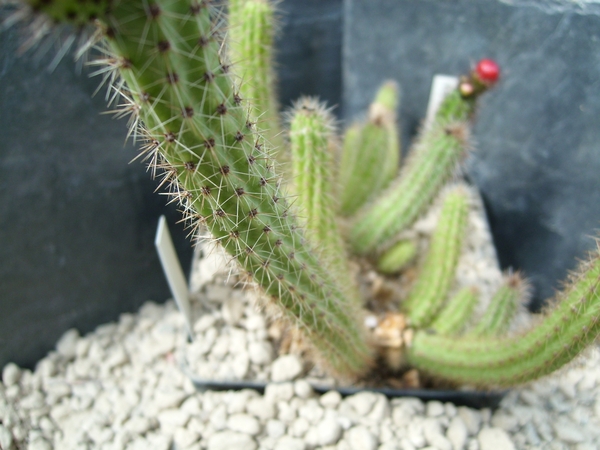 erdisia tenuicula 1