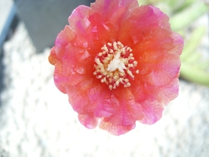 erdisia tenuicula