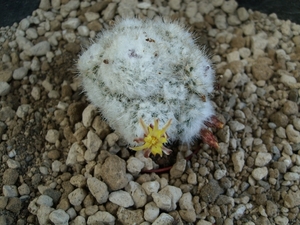 eriosyce lauii 1