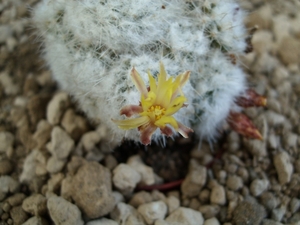 eriosyce lauii