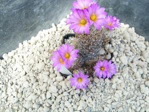 escobaria neilieae 1