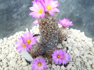 escobaria neilieae