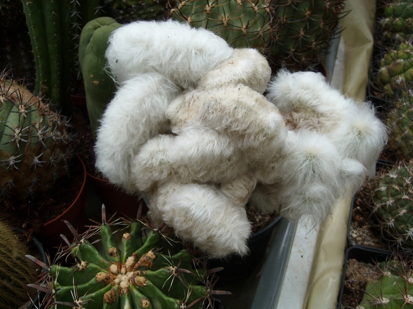 espostoa nana