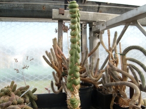 eulychnia castanea spiralis