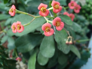 euphorbia miltii