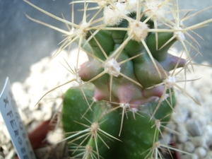 Ferobergia x Ferbergia
