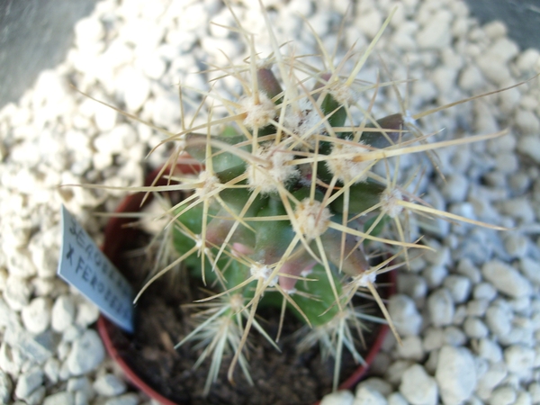 Ferobergia x Ferobergia 1