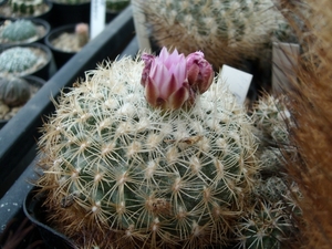 gymnocactus  knuthianus