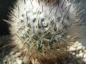 gymnocactus booleanus 1
