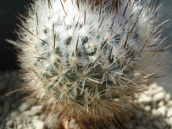 gymnocactus booleanus 1