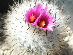 gymnocactus booleanus