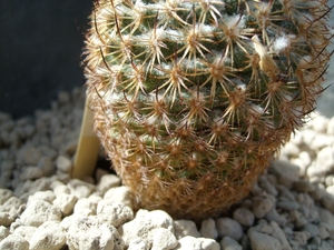 gymnocactus ysabelae ho 776 1