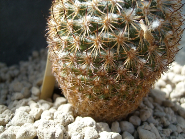 gymnocactus ysabelae ho 776 1