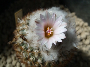 gymnocactus ysabelae ho 776