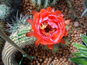 helianthocereus  huascha
