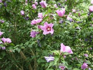 hibicus