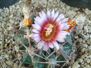 homalocephala texensis 1