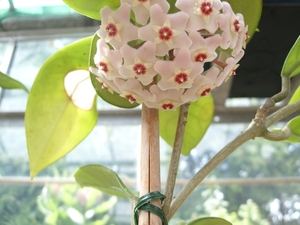 hoya carnosa 1