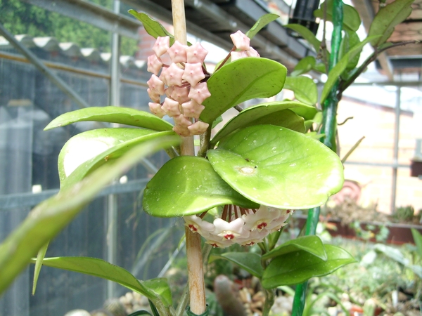 hoya carnosa 2