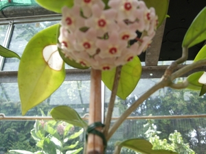 hoya carnosa