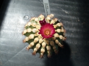 islaya divaricactiflora