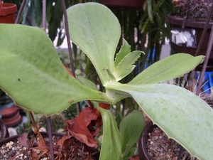 kalanchoe synsepala