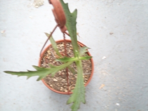 kalanchoe synsepale 2