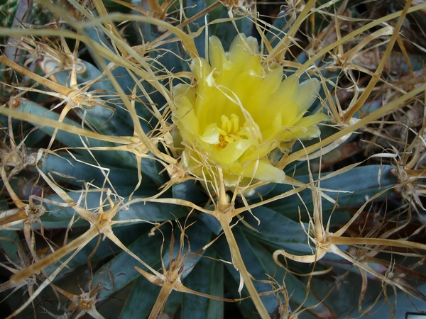 Leuchtenbergia principis