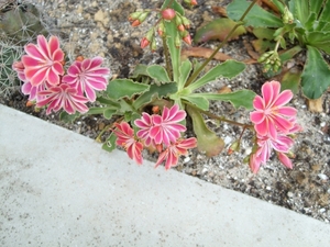 lewisia 3