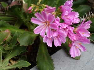 lewisia