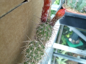 Loxanthocereus splendens 1
