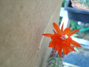 Loxanthocereus splendens